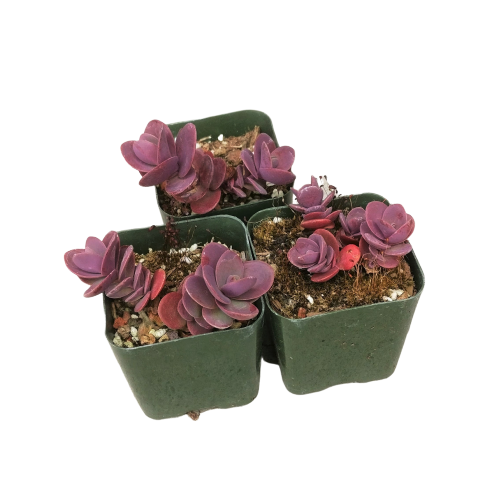 sedum cherry tart succulent Cherry Tart Sedum Sunsparkler