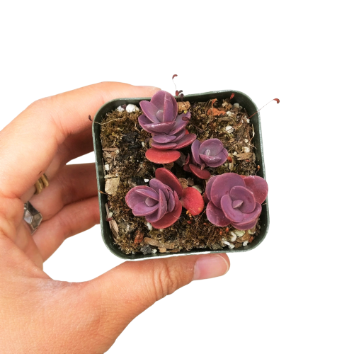 Purple Cherry Tart Succulent, indoor succulents, Rare succulents, succulent plant, succulents shop in California, succulents store in CA, succulent subscription, succulent care guide, monthly succulents, Sedum Cherry Tart Stonecrop in California, How to grow Sedum Cherry Tart Stonecrop