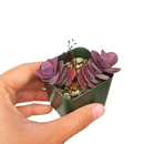 Sedum Cherry Tart Stonecrop, indoor succulents, Rare succulents, succulent plant, succulents shop in California, succulents store in CA, succulent subscription, succulent care guide, monthly succulents, Sedum Cherry Tart Stonecrop in California, How to grow Sedum Cherry Tart Stonecrop