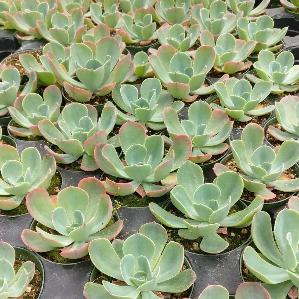 echeveria blue sky succulent plant Echeveria Blue Sky Succulent Plant | Succulent Gift Decor Ideas