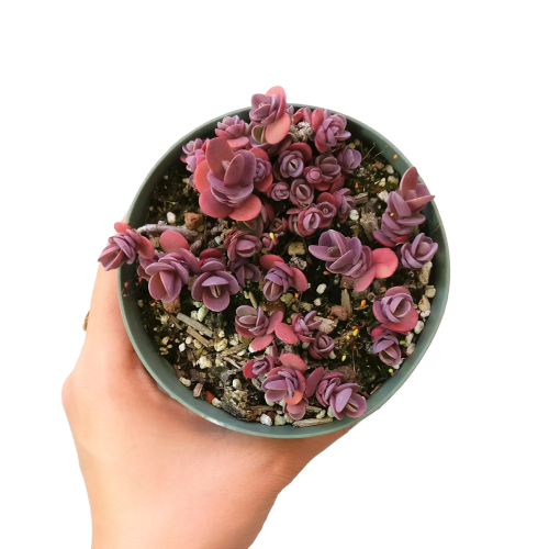 succulent tart Cherry Tart Sedum Sunsparkler