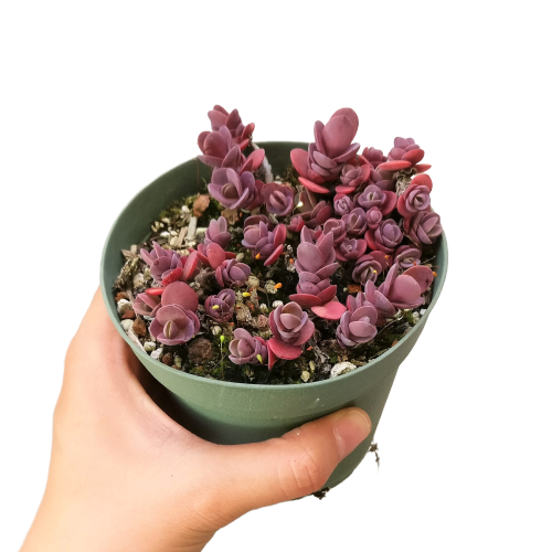 sedum cherry tart succulent Cherry Tart Sedum Sunsparkler