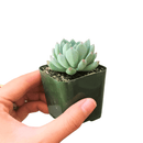 How to care for blue elf Succulent, How to make your succulent pink, How to change succulent color, How to make blue elf Succulent turn pink, Succulent turning pink, How to make succulents change color, How to grow colorful succulents, echeveria, echeveria succulent, echeveria types, succulent echeveria, buy succulents online, succulent shop, succulent store, echeveria plant, indoor succulents