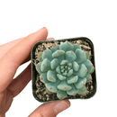 How to care for blue elf Succulent, How to make your succulent pink, How to change succulent color, How to make blue elf Succulent turn pink, Succulent turning pink, How to make succulents change color, How to grow colorful succulents, echeveria, echeveria succulent, echeveria types, succulent echeveria, buy succulents online, succulent shop, succulent store, echeveria plant, indoor succulents