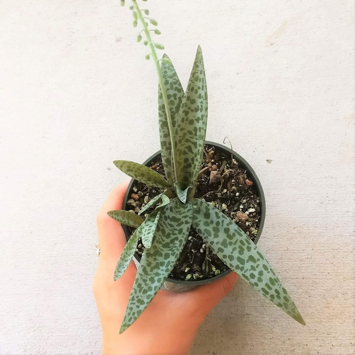 Silver Squill Succulent, succulent care, how to grow succulents, succulent care guide, succulents shop in California, Rare succulents, succulent subscription, monthly succulents, indoor succulents, Silver Squill Succulent in California, How to grow Silver Squill Succulent