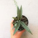 Silver Squill Succulent, succulent care, how to grow succulents, succulent care guide, succulents shop in California, Rare succulents, succulent subscription, monthly succulents, indoor succulents, Silver Squill Succulent in California, How to grow Silver Squill Succulent
