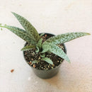 Silver Squill Succulent, succulent care, how to grow succulents, succulent care guide, succulents shop in California, Rare succulents, succulent subscription, monthly succulents, indoor succulents, Silver Squill Succulent in California, How to grow Silver Squill Succulent