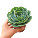 How to care for blue rose echeveria Succulent, How to make your succulent pink, How to change succulent color, How to make Succulent turn pink, Succulent turning pink, How to make succulents change color, How to grow colorful succulents, indoor succulents, echeveria, echeveria succulent, echeveria types, succulent echeveria, buy succulents online, succulent shop, succulent store, echeveria plant