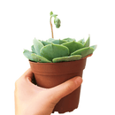 How to care for blue rose echeveria Succulent, How to make your succulent pink, How to change succulent color, How to make Succulent turn pink, Succulent turning pink, How to make succulents change color, How to grow colorful succulents, indoor succulents, echeveria, echeveria succulent, echeveria types, succulent echeveria, buy succulents online, succulent shop, succulent store, echeveria plant