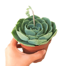 How to care for blue rose echeveria Succulent, How to make your succulent pink, How to change succulent color, How to make Succulent turn pink, Succulent turning pink, How to make succulents change color, How to grow colorful succulents, indoor succulents, echeveria, echeveria succulent, echeveria types, succulent echeveria, buy succulents online, succulent shop, succulent store, echeveria plant