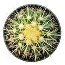 Golden barrel cactus, how to grow Echinocactus grusonii, indoor succulents, succulents garden, succulent subscription, monthly succulents, succulent care guide, succulent care tips, outdoor succulents, Succulents shop near me, how to grow succulents, succulents shop in California, cactus, cactus succulent, succulent cactus, cacti, cactus and succulents, succulents box, succulent shop, buy succulents online