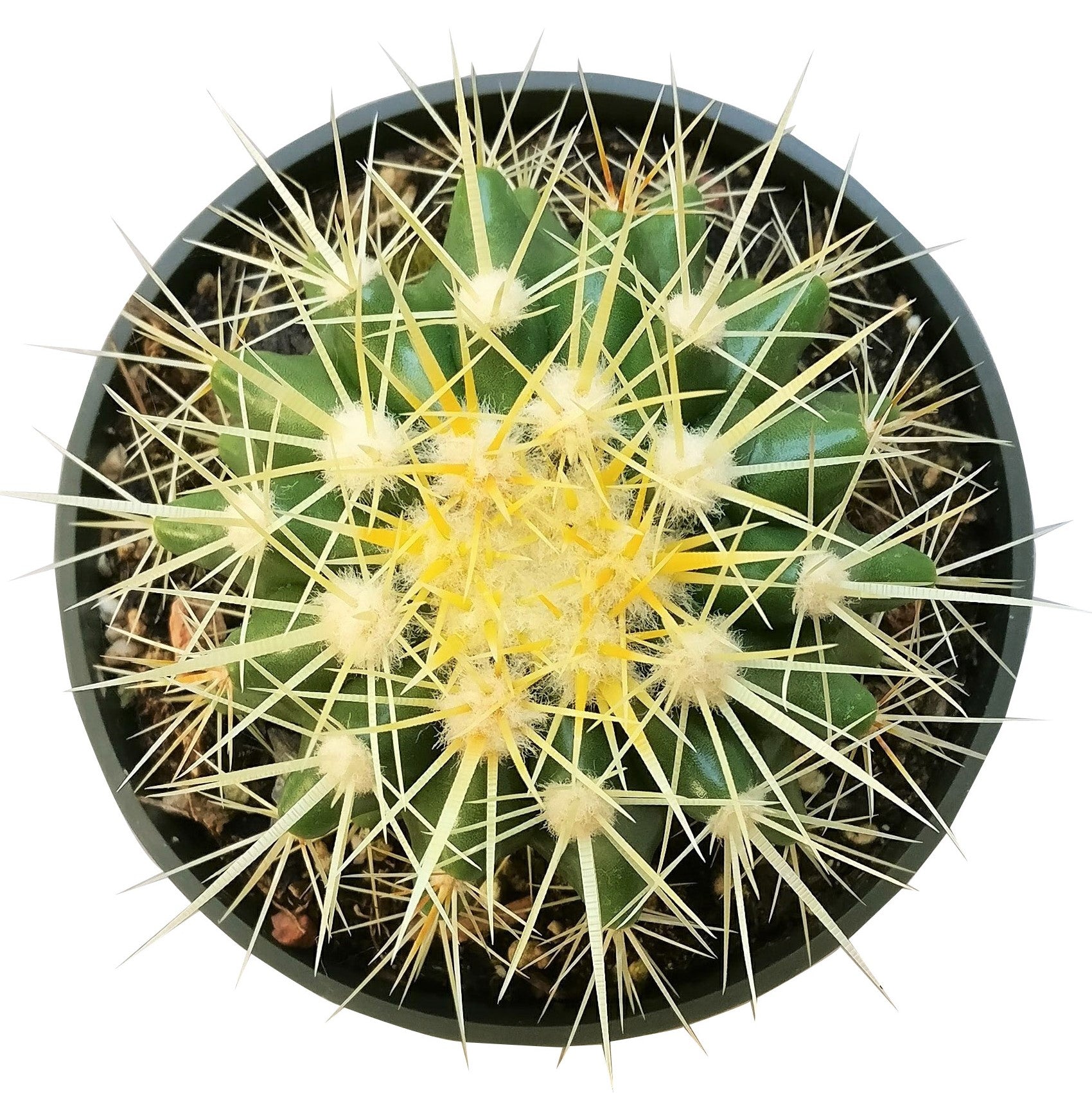 crate and barrel succulents Golden Barrel Cactus 2 inch by Succulents Box