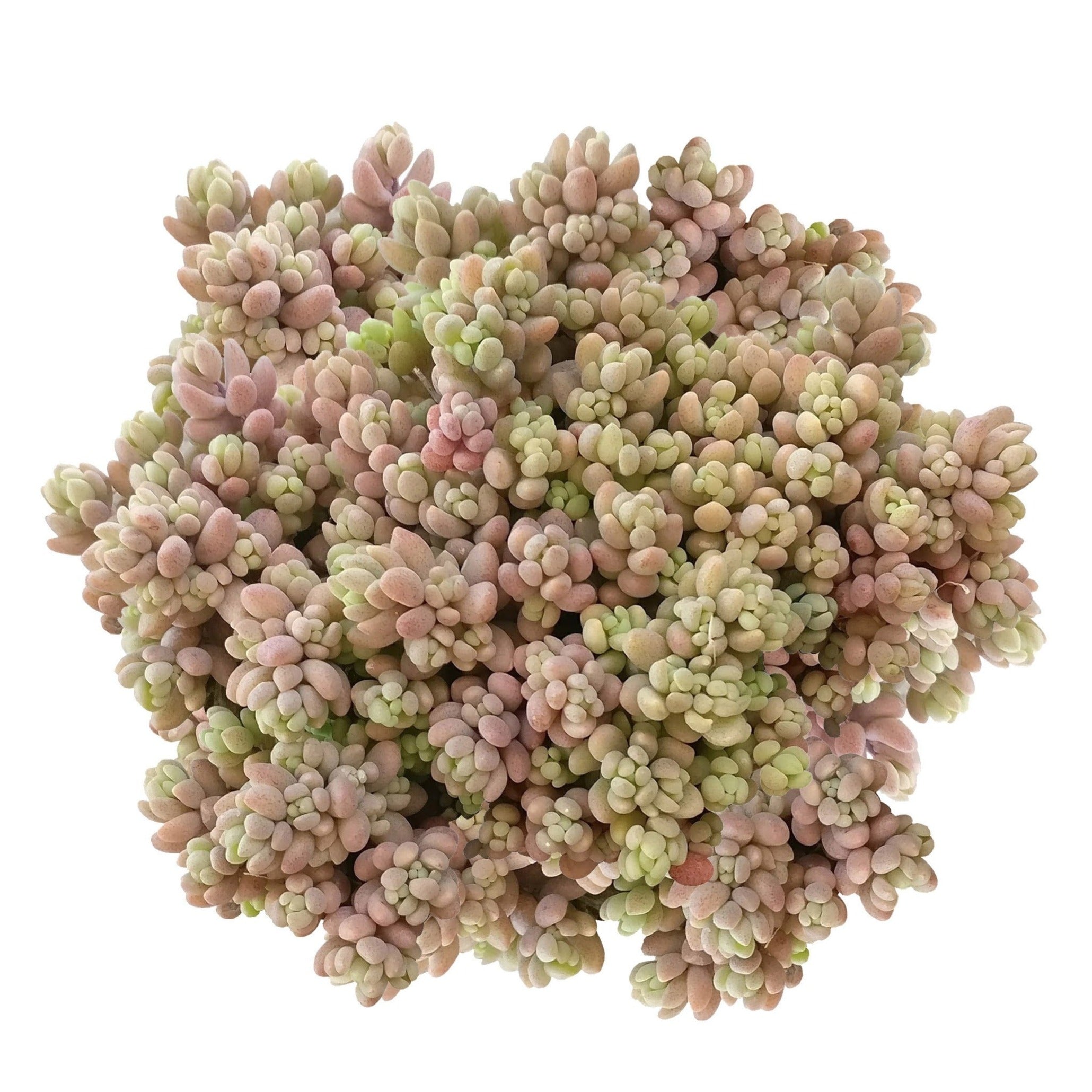 minor succulent Sedum Minor: A Unique and Easy-Care Succulent With A Touch of Elegance 2 inch / Bamboo Pot by Succulents Box