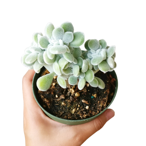 crested succulent for sale Crested Echeveria Frosty Rare Succulents for Sale