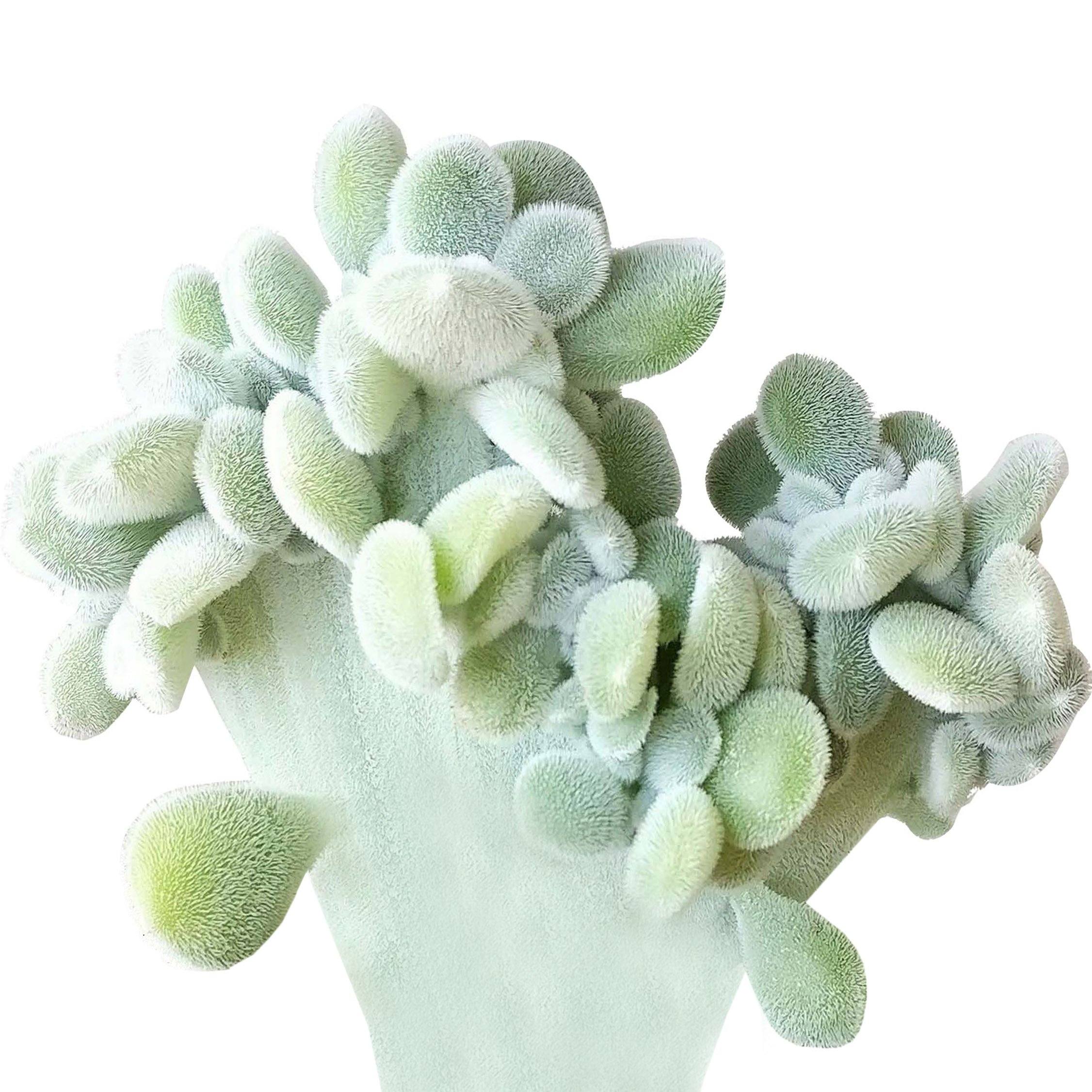 long stem succulent Senecio crassissimus – Fantastic Gardens main image 0