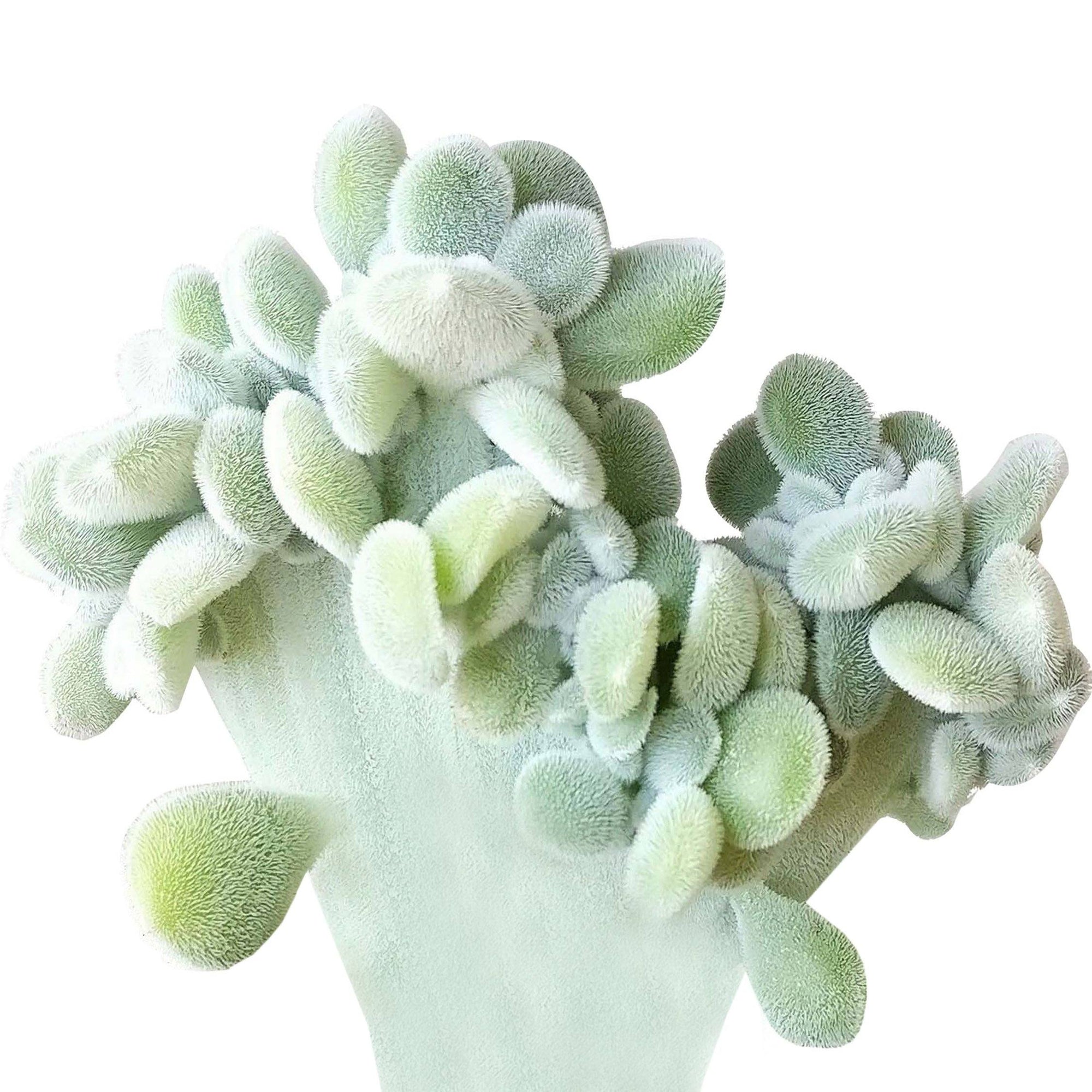Crested Echeveria Frosty Care, succulents shop in California, cactus, how to grow succulents, succulent plant, succulent care, succulents store in CA, succulents garden, Rare succulents, Crested Echeveria Frosty in California, How to grow Crested Echeveria Frosty, Growing succulents for thanksgiving, indoor succulents, echeveria, echeveria succulent, echeveria types, succulent echeveria, buy succulents online, succulent shop, succulent store, echeveria plant