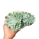 Echeveria runyonii, succulents garden, how to grow succulents, succulents shop in California, succulent care tips, succulent care guide, succulent plant, Succulents, monthly succulents, Echeveria runyonii in California, How to grow Echeveria runyonii, Echeveria for thanksgiving, How to care echeveria succulents for thanksgiving, indoor succulents, echeveria, echeveria succulent, echeveria types, succulent echeveria, buy succulents online, succulent shop, succulent store, echeveria plant