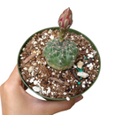 Dwarf chin cactus for sale, how to care Dwarf chin cactus, Creative landscapes, Succulents, cactus, succulent plant, succulent care, Rare succulents, indoor succulents, succulents garden, succulent subscription, monthly succulents, succulent care guide, Succulents shop near me, how to grow succulents, cactus, cactus succulent, succulent cactus, cacti, cactus and succulents, succulents box, succulent shop, buy succulents online. indoor succulents.