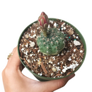 Dwarf chin cactus for sale, how to care Dwarf chin cactus, Creative landscapes, Succulents, cactus, succulent plant, succulent care, Rare succulents, indoor succulents, succulents garden, succulent subscription, monthly succulents, succulent care guide, Succulents shop near me, how to grow succulents, cactus, cactus succulent, succulent cactus, cacti, cactus and succulents, succulents box, succulent shop, buy succulents online. indoor succulents.