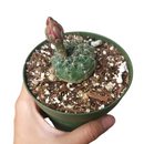 Dwarf chin cactus for sale, how to care Dwarf chin cactus, Creative landscapes, Succulents, cactus, succulent plant, succulent care, Rare succulents, indoor succulents, succulents garden, succulent subscription, monthly succulents, succulent care guide, Succulents shop near me, how to grow succulents, cactus, cactus succulent, succulent cactus, cacti, cactus and succulents, succulents box, succulent shop, buy succulents online. indoor succulents.