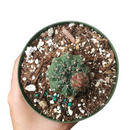 Dwarf chin cactus for sale, how to care Dwarf chin cactus, Creative landscapes, Succulents, cactus, succulent plant, succulent care, Rare succulents, indoor succulents, succulents garden, succulent subscription, monthly succulents, succulent care guide, Succulents shop near me, how to grow succulents, cactus, cactus succulent, succulent cactus, cacti, cactus and succulents, succulents box, succulent shop, buy succulents online. indoor succulents.