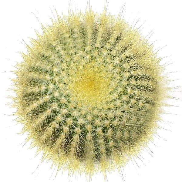 types of ball cactus Golden Ball Cactus - Lemon Ball