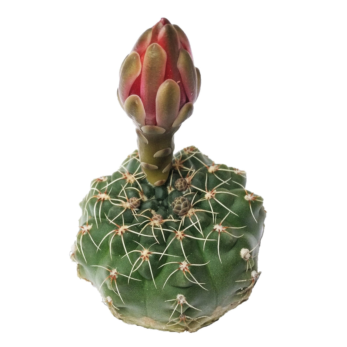 Dwarf chin cactus for sale, how to care Dwarf chin cactus, Creative landscapes, Succulents, cactus, succulent plant, succulent care, Rare succulents, indoor succulents, succulents garden, succulent subscription, monthly succulents, succulent care guide, Succulents shop near me, how to grow succulents, cactus, cactus succulent, succulent cactus, cacti, cactus and succulents, succulents box, succulent shop, buy succulents online. indoor succulents.