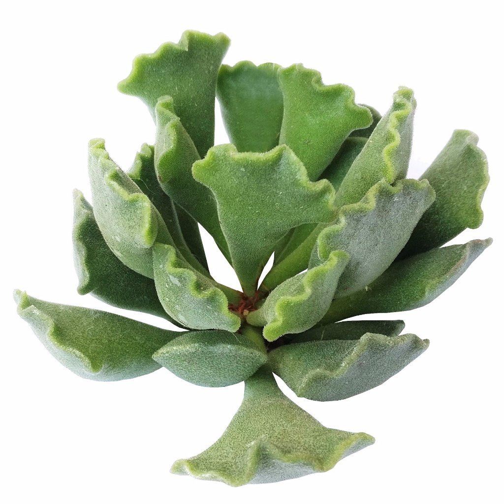 crinkle leaf plant succulent Key Lime Pie Plant Adromischus Cristatus