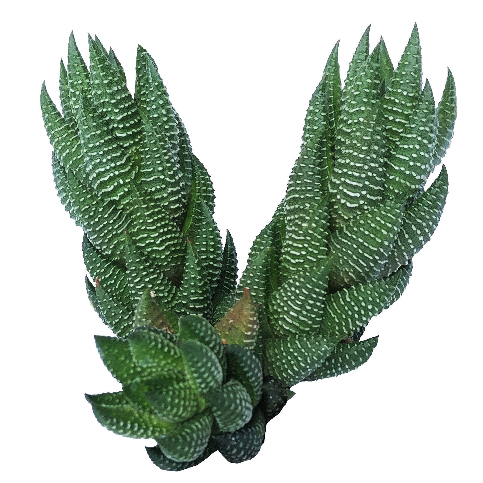 pointy succulent with white spots Haworthia Pumila (African Pearl) Succulent