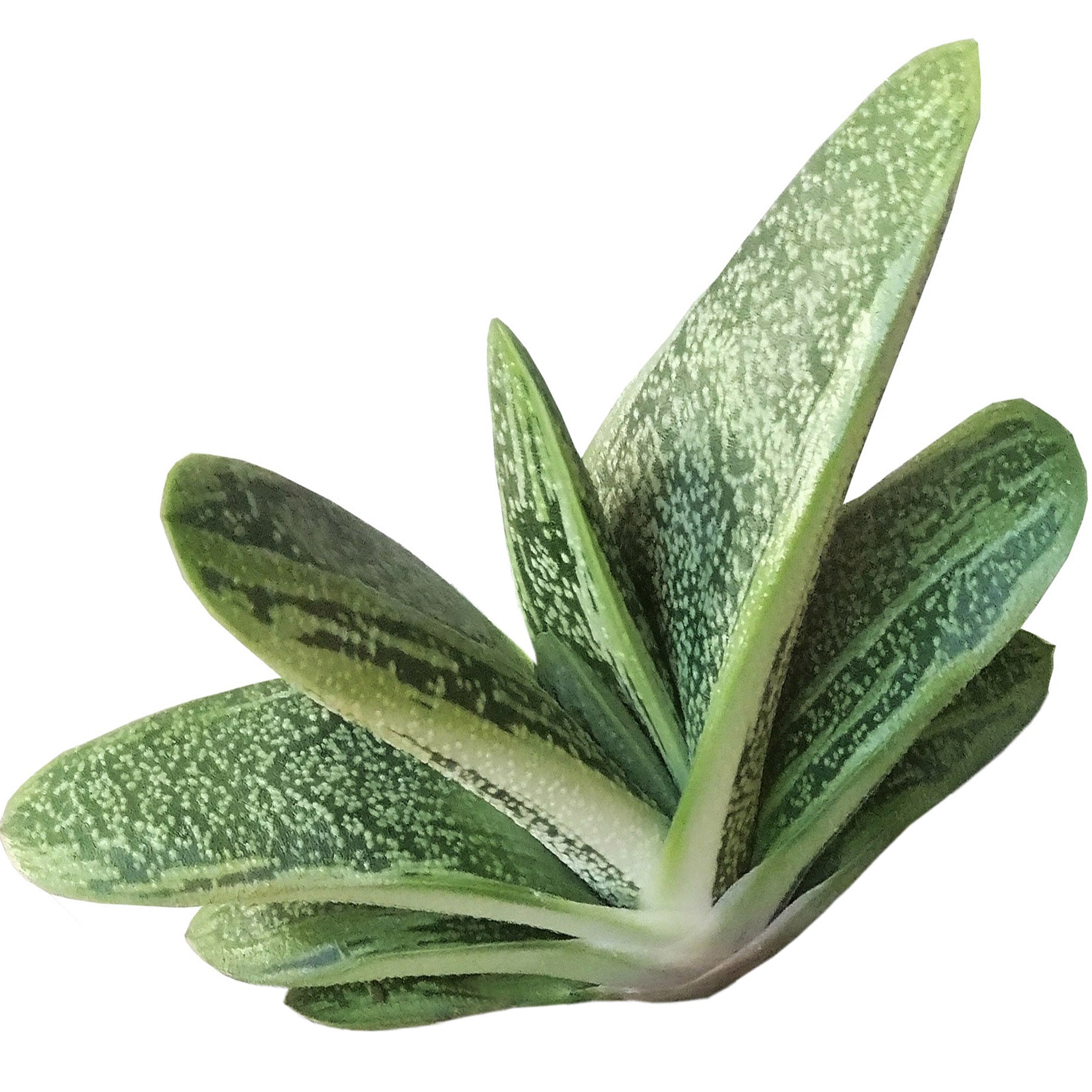 warty succulent Gasteria Little Warty Succulent - Unique Texture Low Maintenance Plant