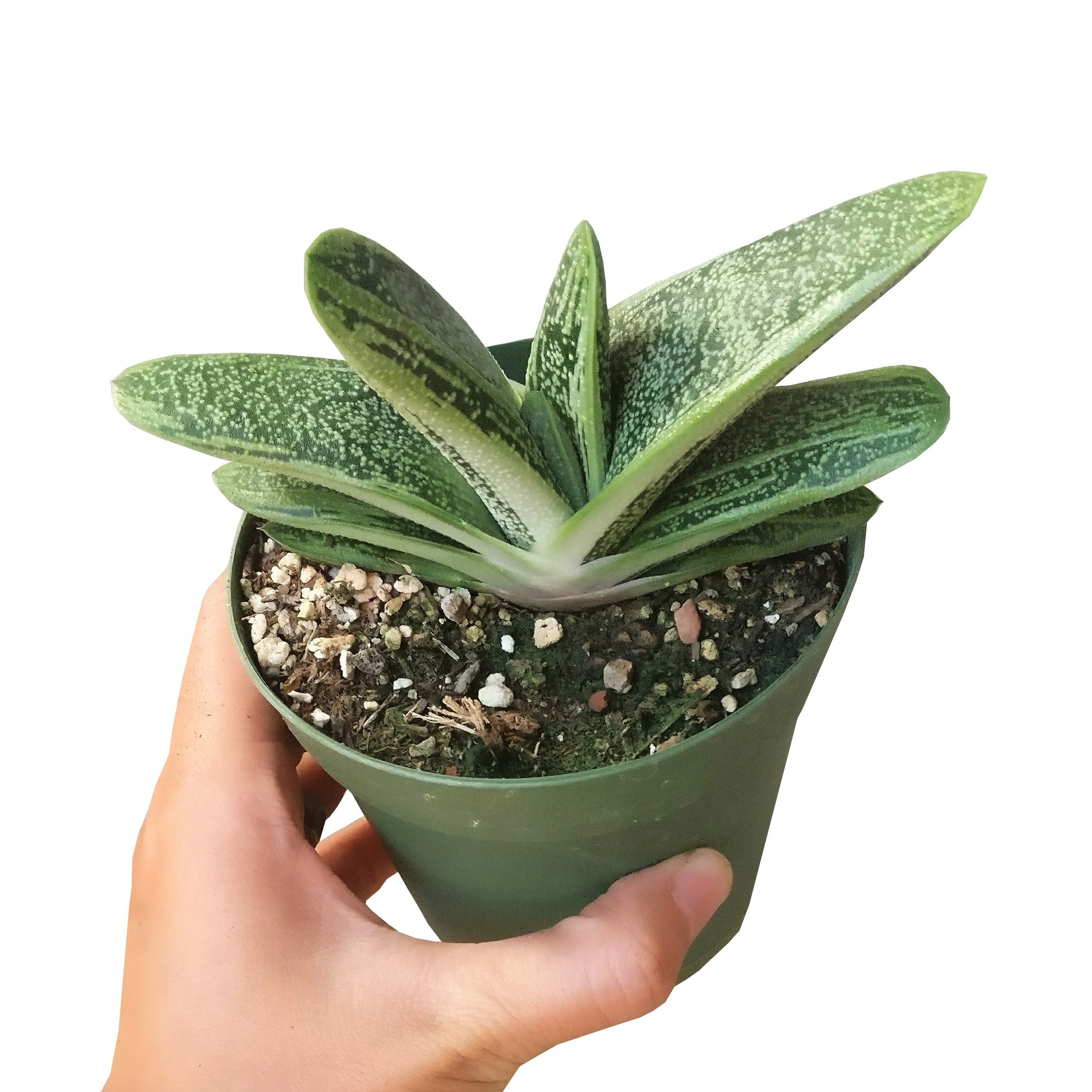 gasteria little warty succulent Gasteria Little Warty Succulent