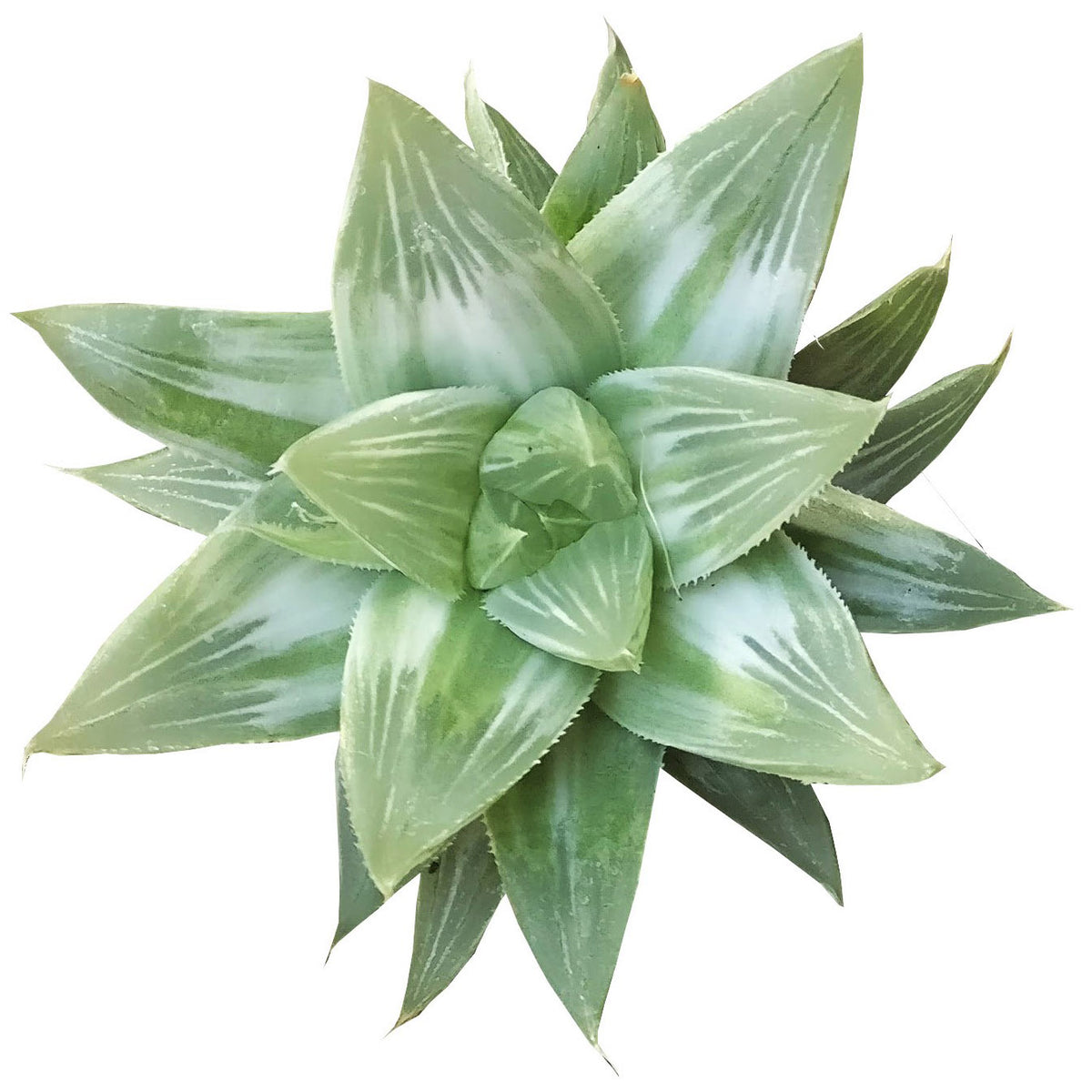 Silver haworthia for sale, succulent care tips, succulents shop in California, succulents garden, succulent care guide, Succulents shop near me, succulent care, how to grow succulents, Succulents, Silver haworthia in California, How to grow Silver haworthia, rare succulents, rare succulents for sale, unique succulents, buy succulents online, rare succulent, succulent shop, unusual succulents, succulent store, succulents online, indoor succulents.