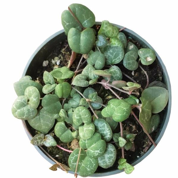 buy rare succulent plants RARE String Of Hearts Plant, Ceropegia Woodii Trailing Succulent 4" Pot / Minimalist Pot by Succulents Box