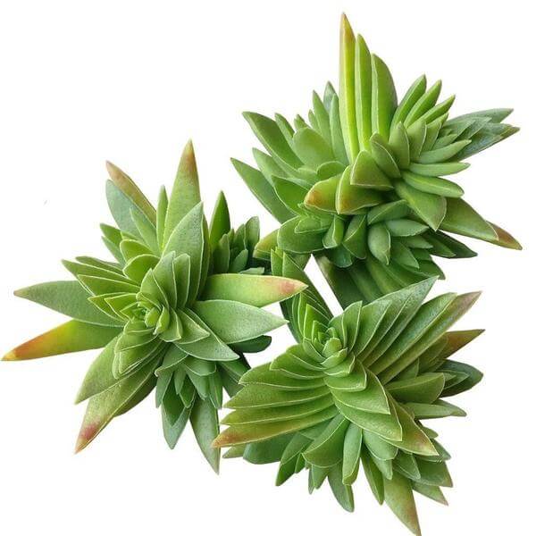 2 inch Succulent Randomly Picked, Types of succulents for sale, Colorful Succulents Collection