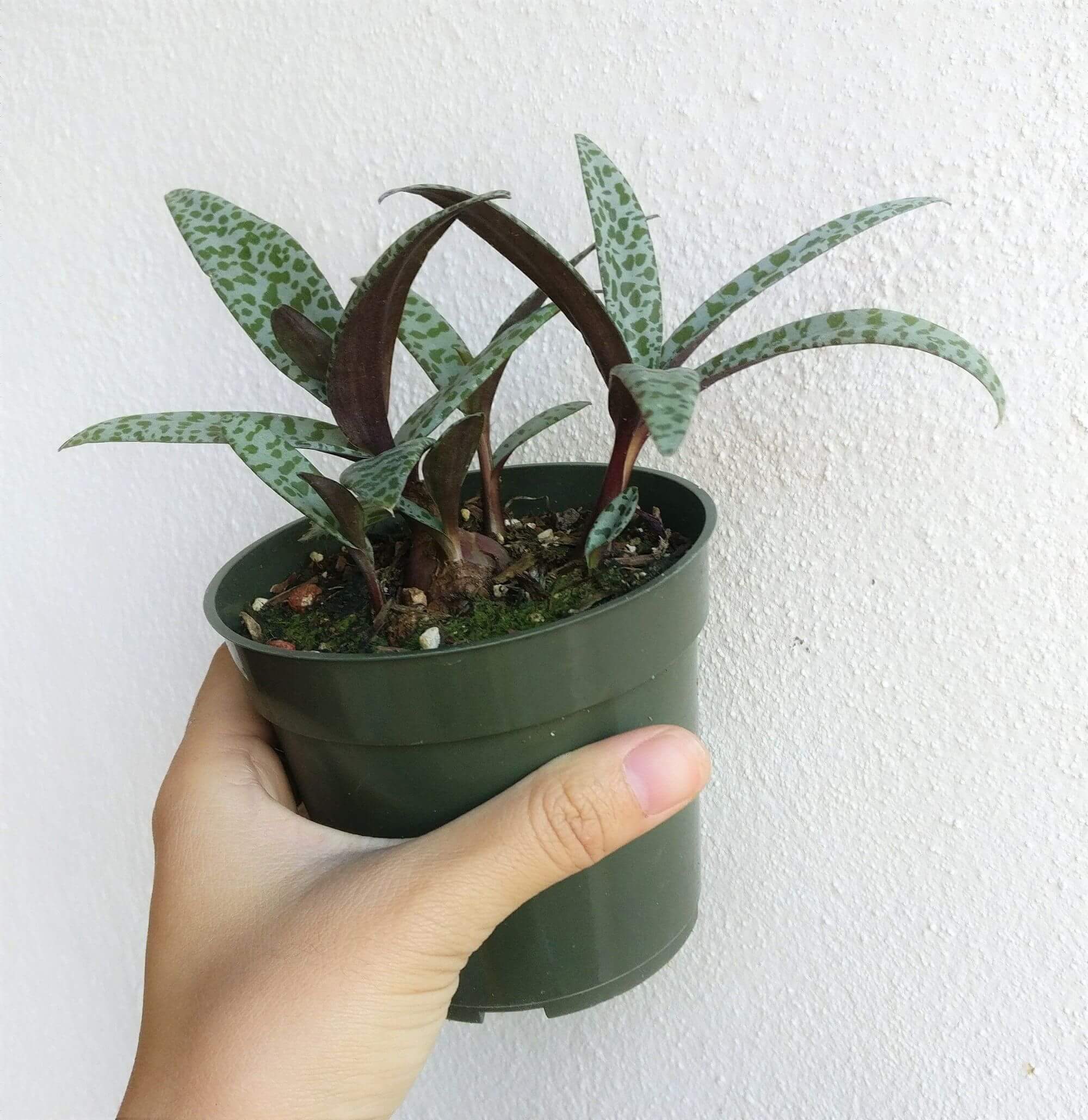 scilla succulent Silver Squill Scilla Violacea Succulent for Sale Care Guide