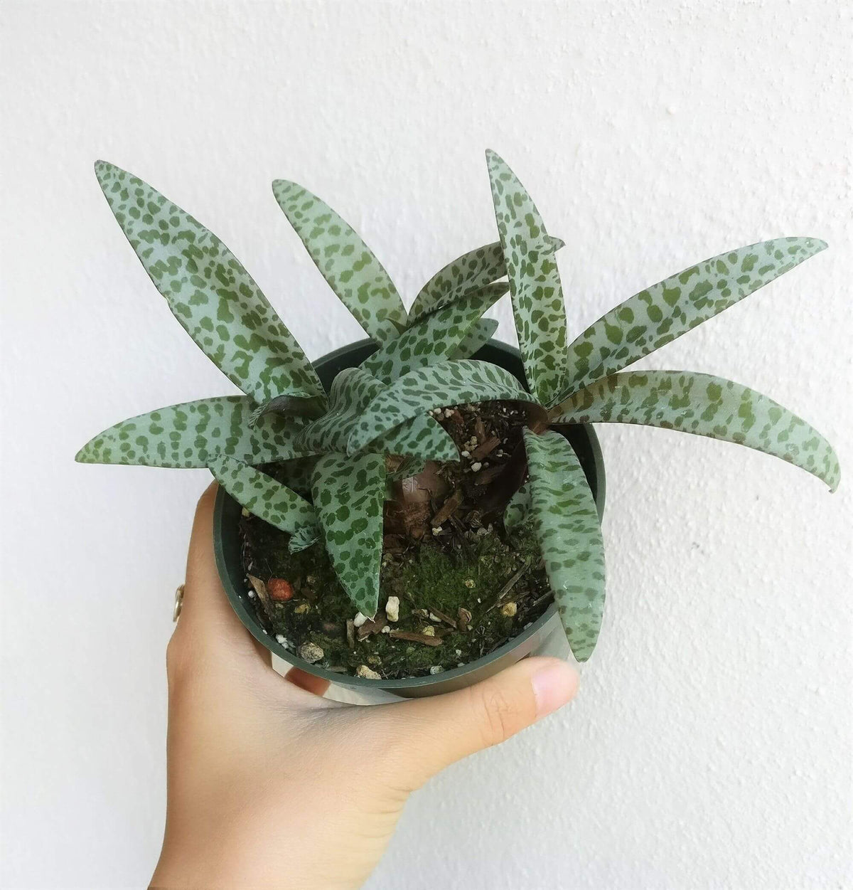 Silver squill plant for sale, succulent subscription, succulent plant, indoor succulents, succulents shop in California, Succulents, how to grow succulents, succulents store in CA, succulent care guide, Silver squill plant in California, How to grow Silver squill plant