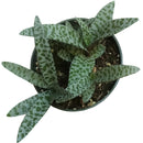 Silver Squill Succulent, succulent care, how to grow succulents, succulent care guide, succulents shop in California, Rare succulents, succulent subscription, monthly succulents, indoor succulents, Silver Squill Succulent in California, How to grow Silver Squill Succulent