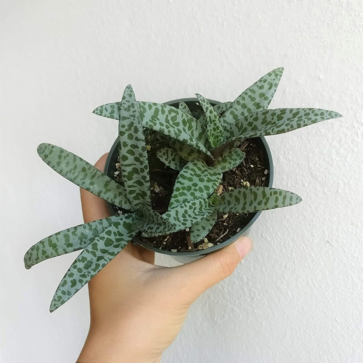 Violet squill succulent bulbs, Succulents, succulents shop in California, Rare succulents, succulents garden, Succulents shop near me, succulent care tips, how to grow succulents, cactus, Violet squill succulent bulbs in California, How to grow Violet squill succulent bulbs