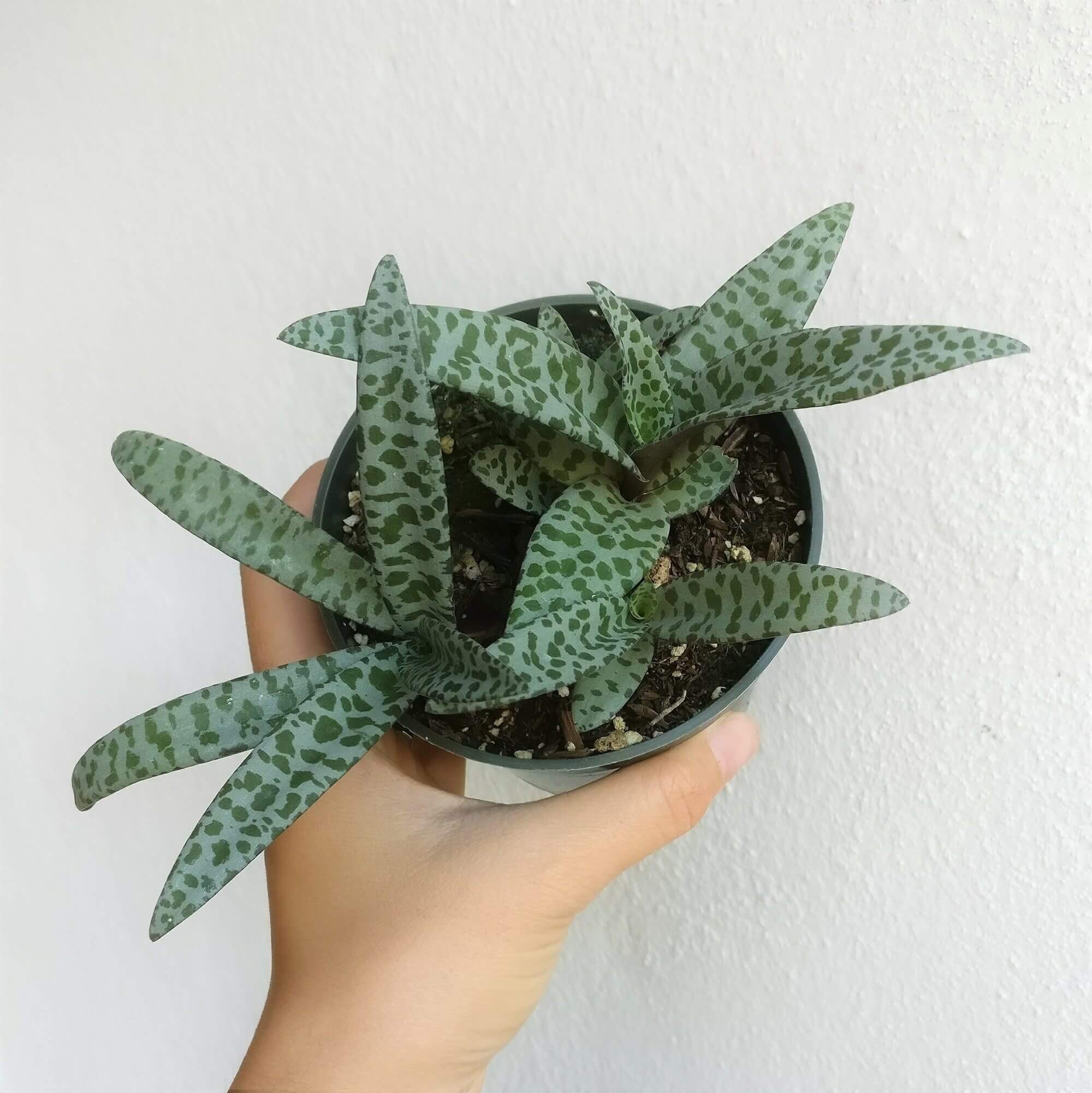 silver squill succulent Silver Squill Scilla Violacea Succulent for Sale Care Guide