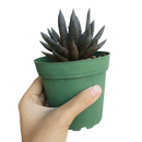 Echeveria Black Prince Succulent, indoor succulents, echeveria, echeveria succulent, echeveria types, succulent echeveria, buy succulents online, succulent shop, succulent store, echeveria plant, carer tips for growing echeveria succulent plants
