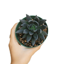 Echeveria Black Prince Succulent, indoor succulents, echeveria, echeveria succulent, echeveria types, succulent echeveria, buy succulents online, succulent shop, succulent store, echeveria plant, carer tips for growing echeveria succulent plants