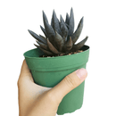 Echeveria Black Prince Succulent, indoor succulents, echeveria, echeveria succulent, echeveria types, succulent echeveria, buy succulents online, succulent shop, succulent store, echeveria plant, carer tips for growing echeveria succulent plants