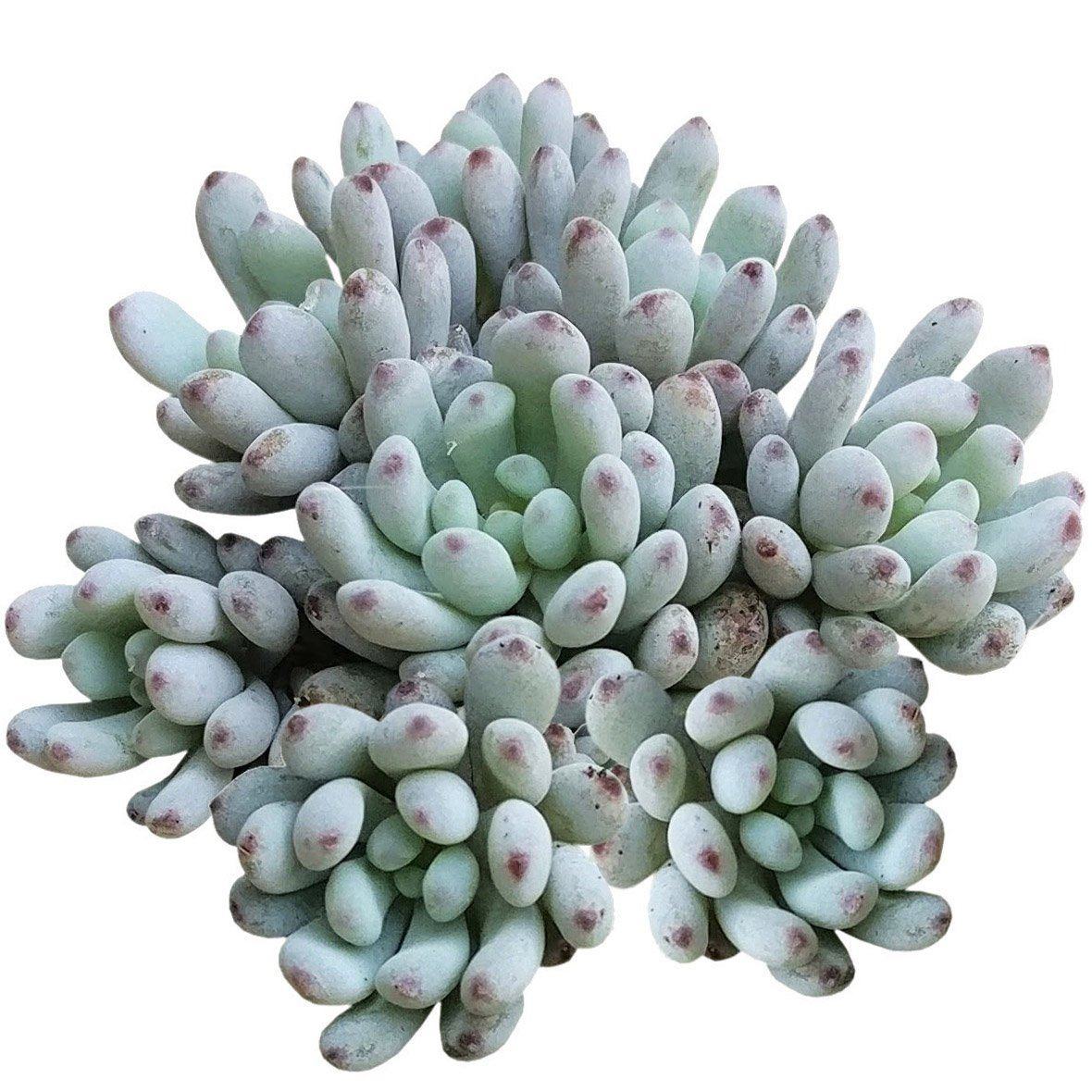 graptopetalum pachyphyllum, graptopetalum, colorful succulent, blue beans, sedum pachyphyllum, blue succulent, chubby succulent, succulent box, garden gift, growing succulent, garden shop