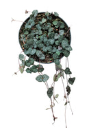 succulent care guide, Rare succulents, String of hearts succulent in California, How to grow String of hearts succulent, string of hearts, string of hearts plant, variegated string of hearts