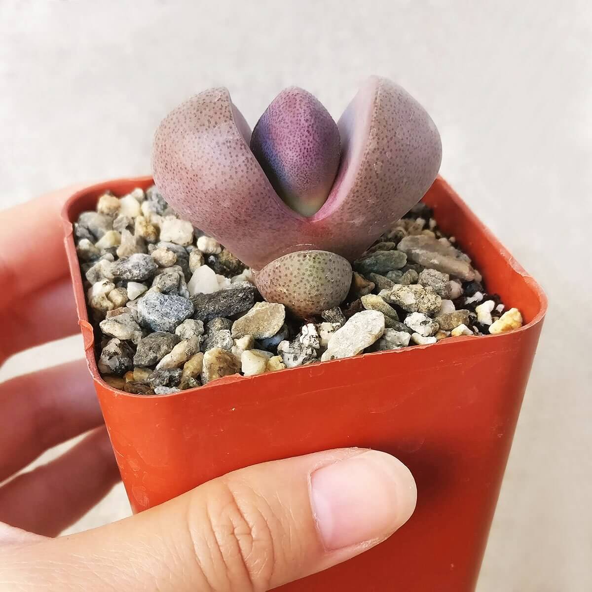 royal flush succulent Royal Flush Succulent - Purple Split Rock for Sale