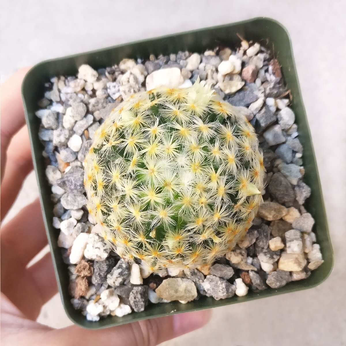 pincushion succulent Pincushion Cactus Succulent