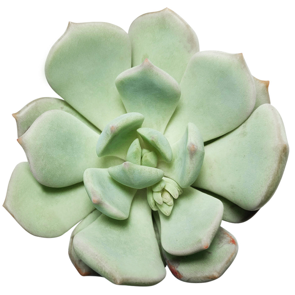 graptoveria moonglow succulent Graptoveria Moonglow Succulent Plant with Care Instruction