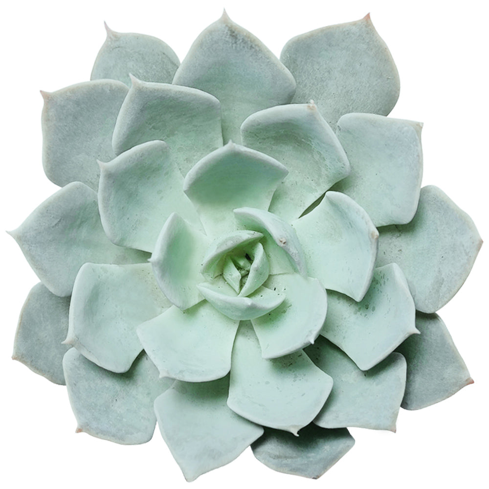 blue fairy garden succulents Echeveria Blue Fairy Rosette Succulent with Care Instruction
