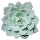 How to care forBlue Fairy Succulent, How to make your succulent pink, How to change succulent color, How to make Blue Fairy Succulent turn pink, Succulent turning pink, How to make succulents change color, How to grow colorful succulents, echeveria, echeveria succulent, echeveria types, succulent echeveria, buy succulents online, succulent shop, succulent store, echeveria plant,  indoor succulents