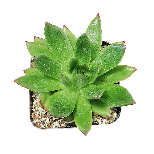 Echeveria Christmas for Sale, Echeveria Agavoides Christmas Succulent, Echeveria Christmas Rosette-shaped Succulent, Christmas Succulents, Christmas Succulent Plants, Succulents for Christmas Ideas in 2023, Succulent Christmas Decorations, Succulent Christmas Gift Ideas, Christmas Gift Ideas for Succulent Lovers, Holiday Succulent Planter, Holiday Decorating with Succulents